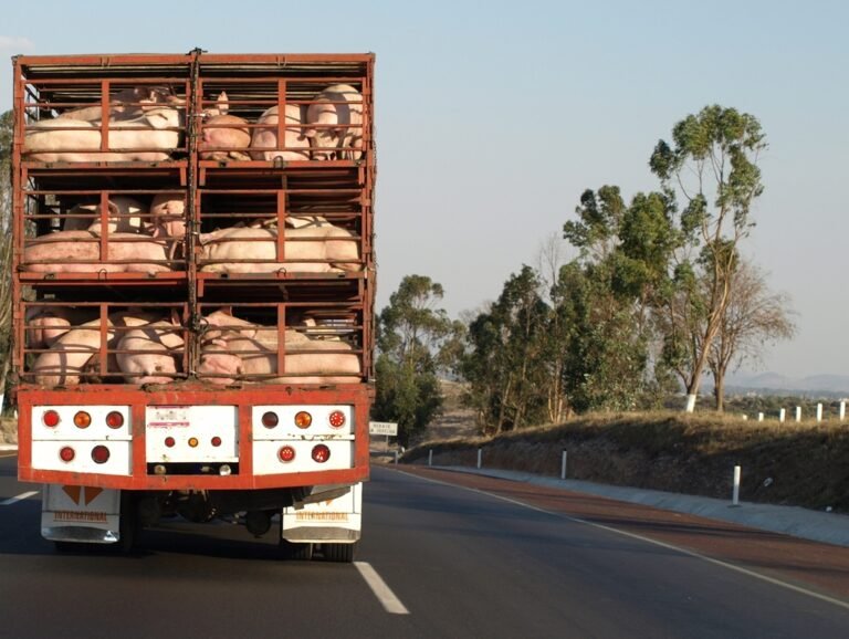Truck-Transporting-Pigs-2018-768×578