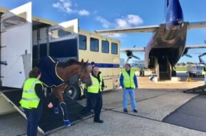 air-transport-horse-intradco-300×199-1